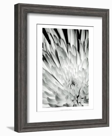 Dramatic Mum II-Renee W. Stramel-Framed Art Print