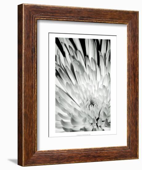 Dramatic Mum II-Renee W. Stramel-Framed Art Print