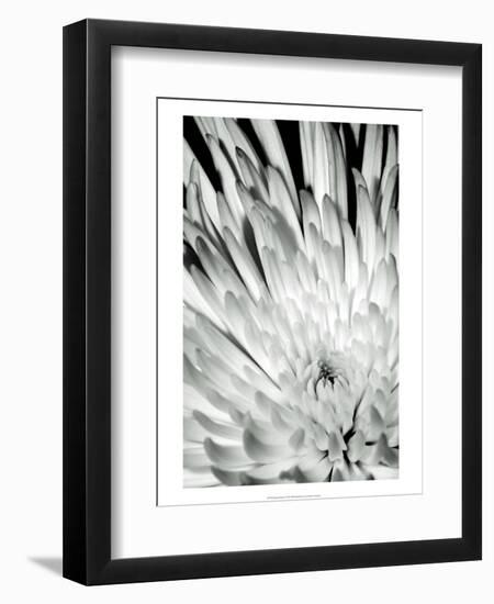 Dramatic Mum II-Renee W. Stramel-Framed Art Print