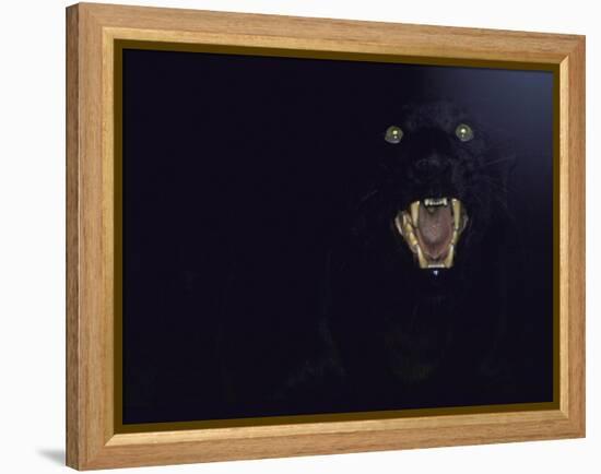 Dramatic of Black Panther, Camouflaged by Darkness, with Eyes and Open Mouth Visible-John Dominis-Framed Premier Image Canvas