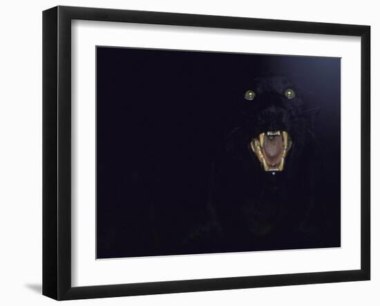 Dramatic of Black Panther, Camouflaged by Darkness, with Eyes and Open Mouth Visible-John Dominis-Framed Photographic Print
