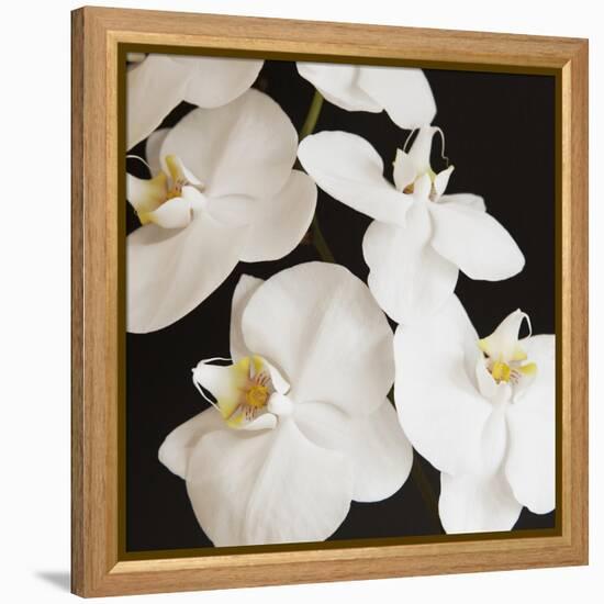 Dramatic Orchid 1-Susannah Tucker-Framed Stretched Canvas