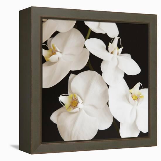 Dramatic Orchid 1-Susannah Tucker-Framed Stretched Canvas