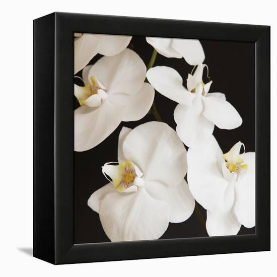 Dramatic Orchid 1-Susannah Tucker-Framed Stretched Canvas