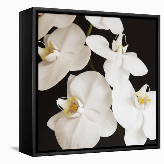 Dramatic Orchid 1-Susannah Tucker-Framed Stretched Canvas