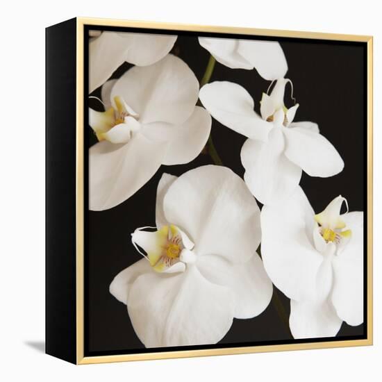 Dramatic Orchid 1-Susannah Tucker-Framed Stretched Canvas