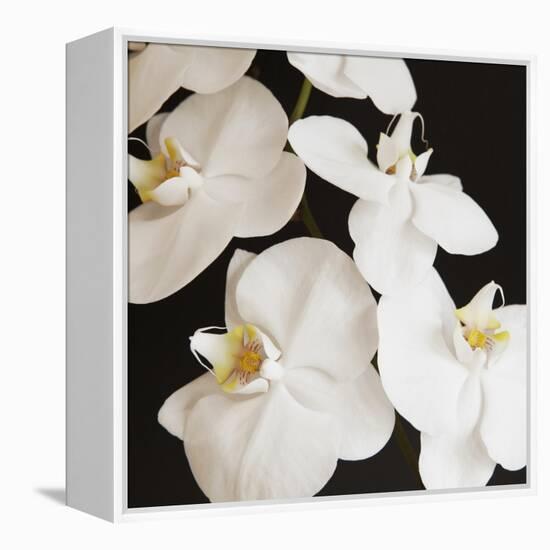 Dramatic Orchid 1-Susannah Tucker-Framed Stretched Canvas