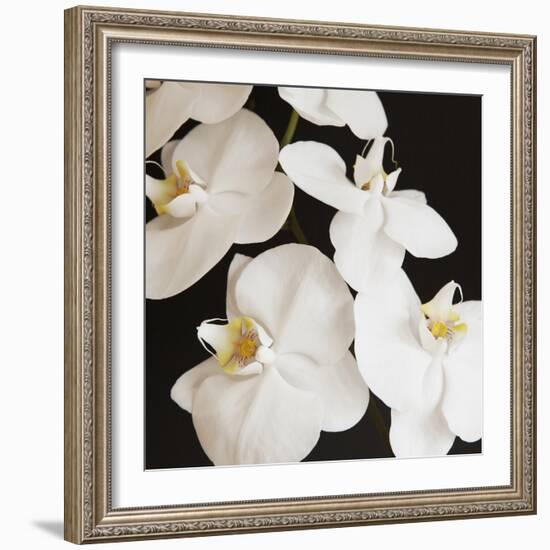 Dramatic Orchid 1-Susannah Tucker-Framed Art Print