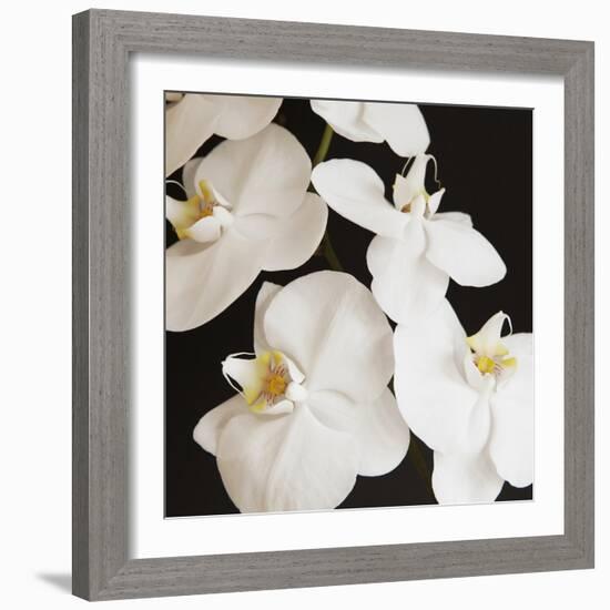 Dramatic Orchid 1-Susannah Tucker-Framed Art Print