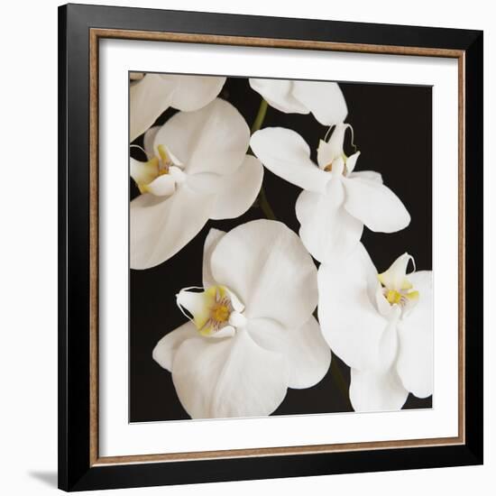 Dramatic Orchid 1-Susannah Tucker-Framed Art Print