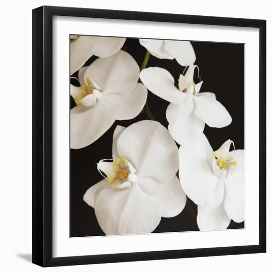 Dramatic Orchid 1-Susannah Tucker-Framed Art Print