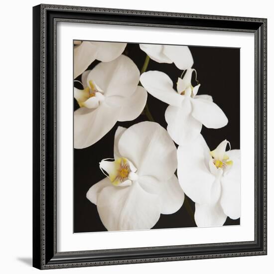 Dramatic Orchid 1-Susannah Tucker-Framed Art Print