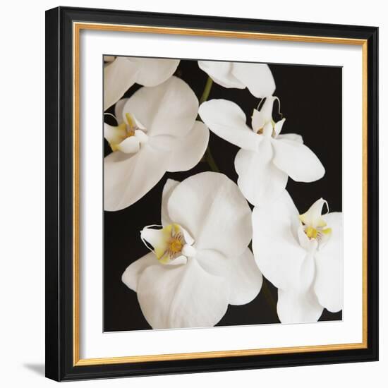 Dramatic Orchid 1-Susannah Tucker-Framed Art Print