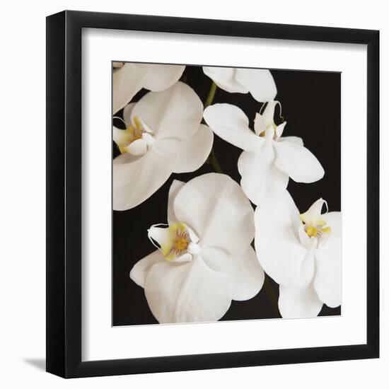 Dramatic Orchid 1-Susannah Tucker-Framed Art Print
