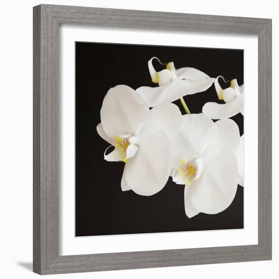 Dramatic Orchid 2-Susannah Tucker-Framed Art Print