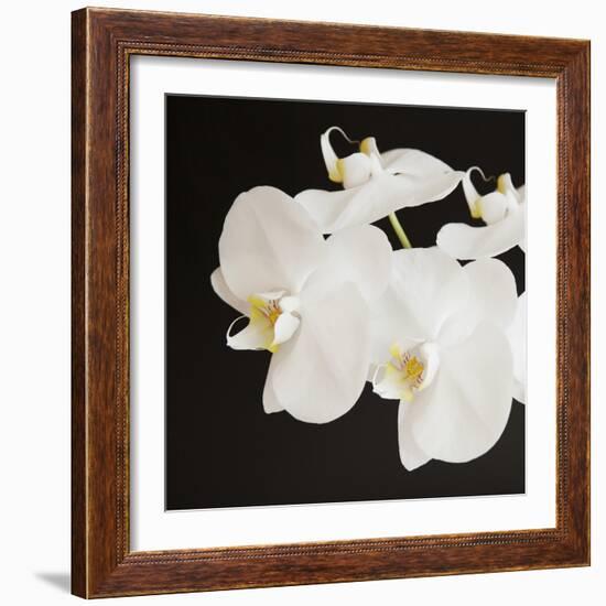 Dramatic Orchid 2-Susannah Tucker-Framed Art Print