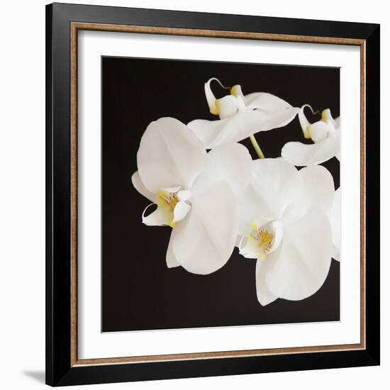 Dramatic Orchid 2-Susannah Tucker-Framed Art Print