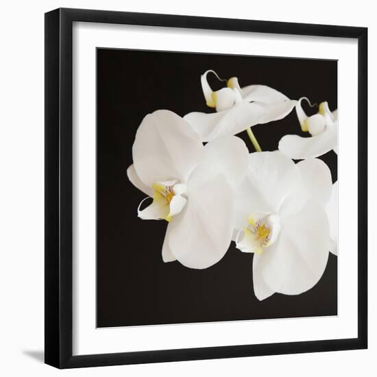 Dramatic Orchid 2-Susannah Tucker-Framed Art Print