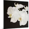 Dramatic Orchid 2-Susannah Tucker-Mounted Art Print