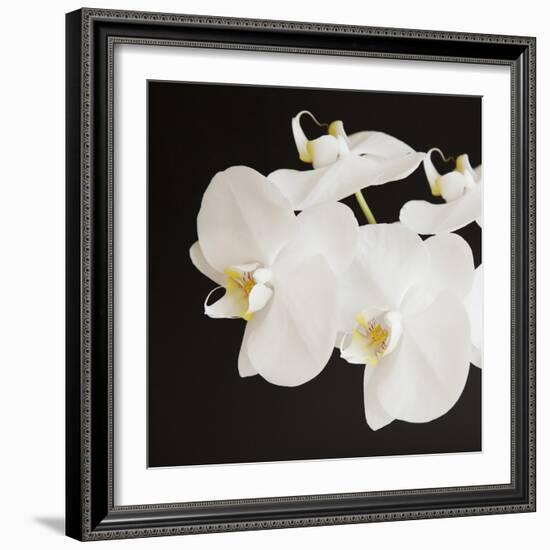 Dramatic Orchid 2-Susannah Tucker-Framed Art Print