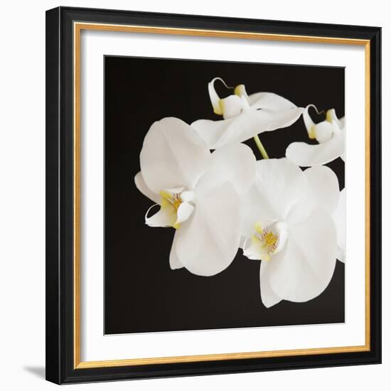 Dramatic Orchid 2-Susannah Tucker-Framed Art Print