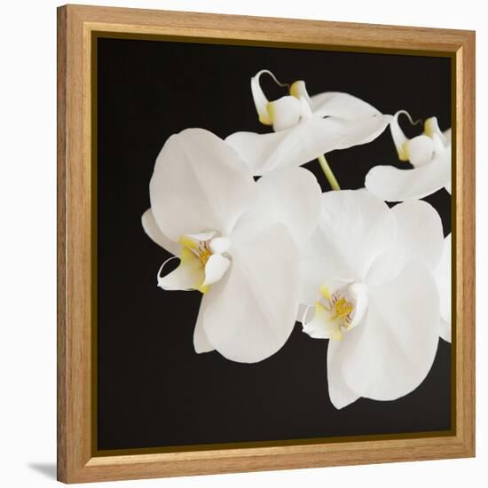 Dramatic Orchid 2-Susannah Tucker-Framed Stretched Canvas
