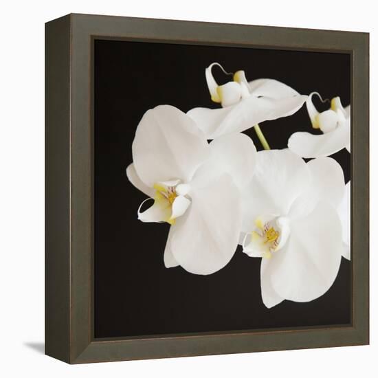 Dramatic Orchid 2-Susannah Tucker-Framed Stretched Canvas