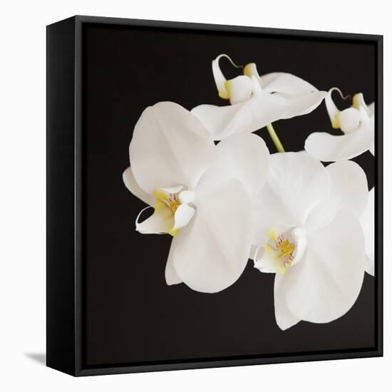 Dramatic Orchid 2-Susannah Tucker-Framed Stretched Canvas