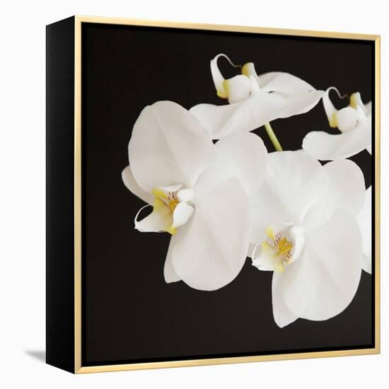 Dramatic Orchid 2-Susannah Tucker-Framed Stretched Canvas