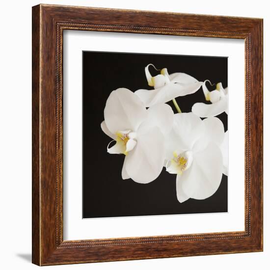 Dramatic Orchid 2-Susannah Tucker-Framed Art Print