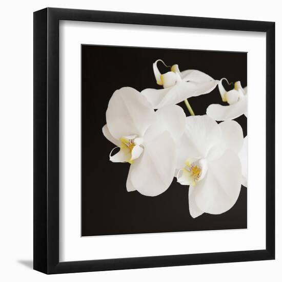 Dramatic Orchid 2-Susannah Tucker-Framed Art Print