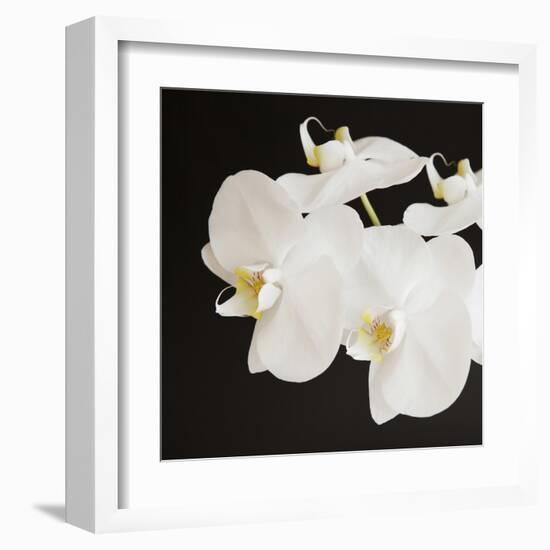 Dramatic Orchid 2-Susannah Tucker-Framed Art Print