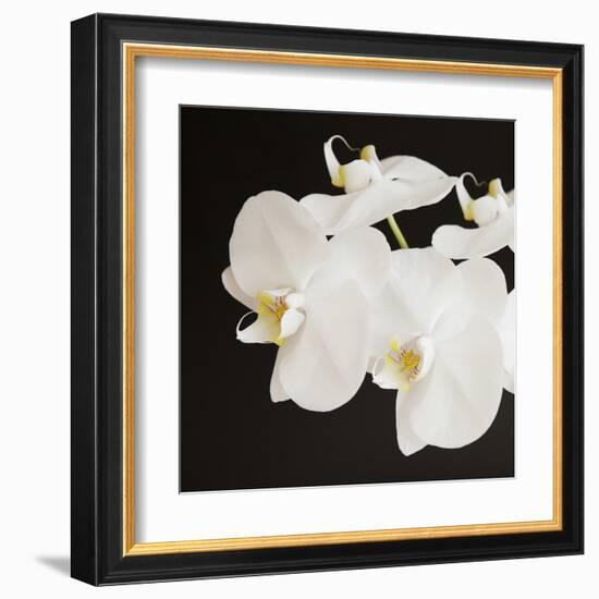 Dramatic Orchid 2-Susannah Tucker-Framed Art Print