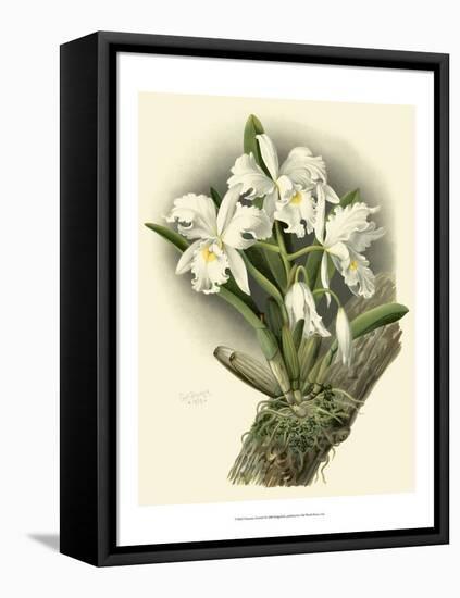 Dramatic Orchid I-Chas Storer-Framed Stretched Canvas