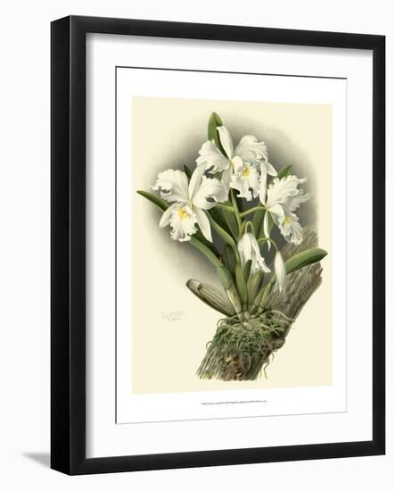 Dramatic Orchid I-Chas Storer-Framed Art Print