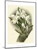 Dramatic Orchid I-Chas Storer-Mounted Art Print