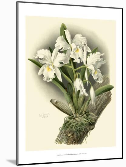 Dramatic Orchid I-Chas Storer-Mounted Art Print