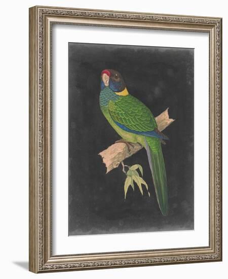 Dramatic Parrots II-Vision Studio-Framed Art Print