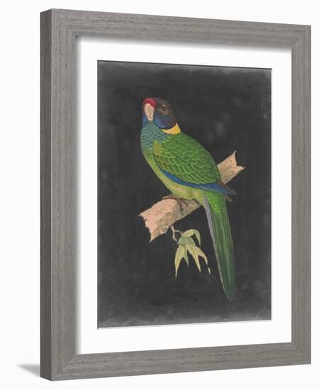 Dramatic Parrots II-Vision Studio-Framed Art Print