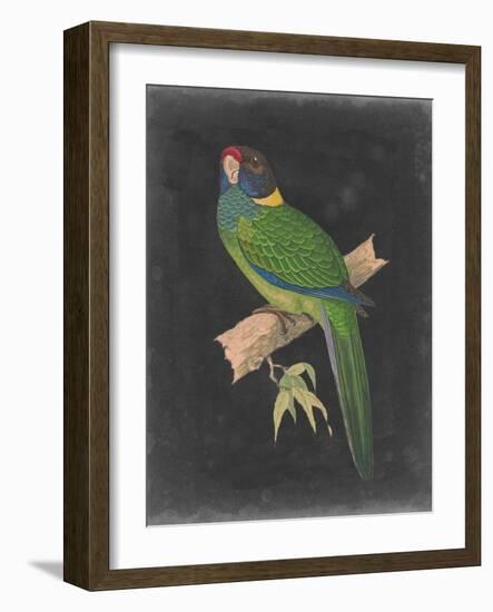 Dramatic Parrots II-Vision Studio-Framed Art Print