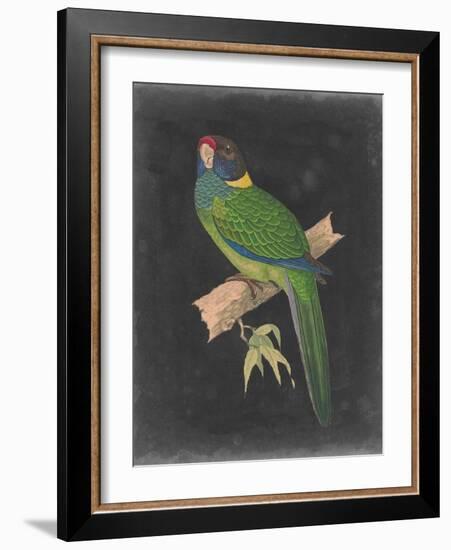 Dramatic Parrots II-Vision Studio-Framed Art Print