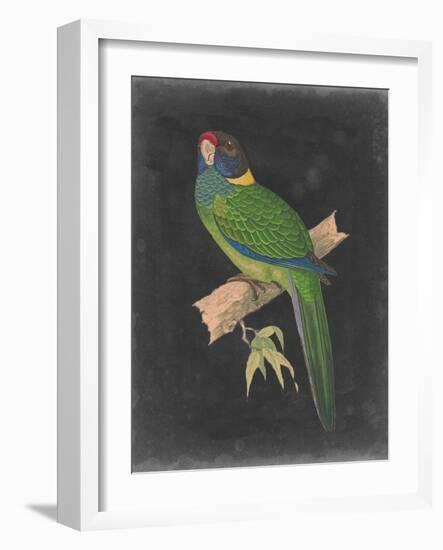 Dramatic Parrots II-Vision Studio-Framed Art Print