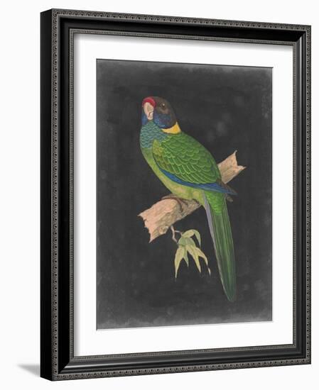 Dramatic Parrots II-Vision Studio-Framed Art Print