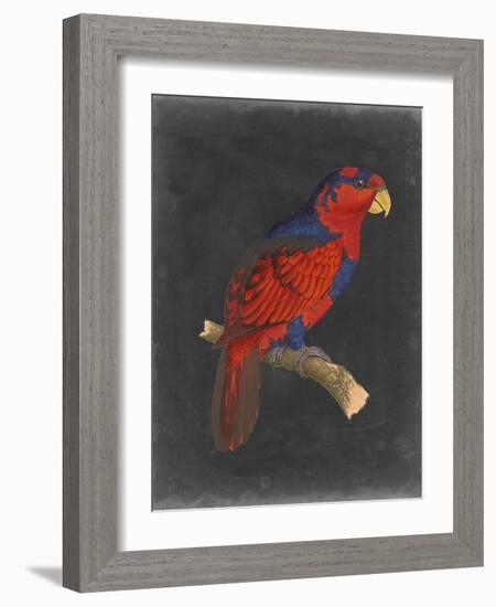 Dramatic Parrots III-Vision Studio-Framed Art Print