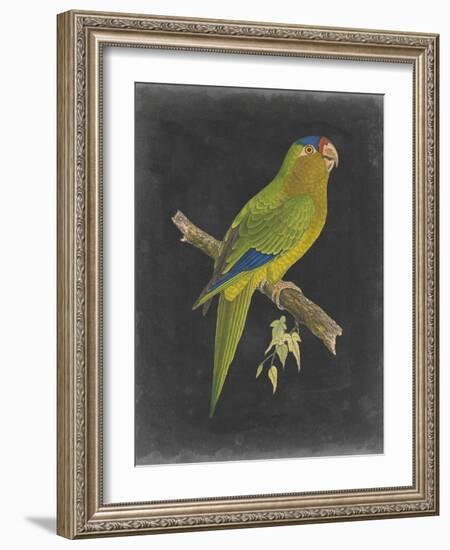 Dramatic Parrots V-Vision Studio-Framed Art Print