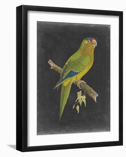 Dramatic Parrots V-Vision Studio-Framed Art Print