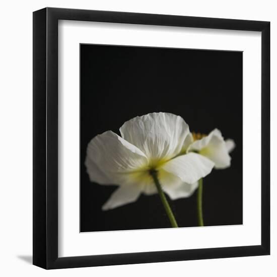 Dramatic Petals 1-Susannah Tucker-Framed Art Print