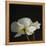 Dramatic Petals 1-Susannah Tucker-Framed Stretched Canvas