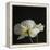 Dramatic Petals 1-Susannah Tucker-Framed Stretched Canvas