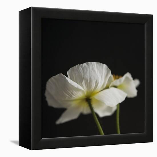 Dramatic Petals 1-Susannah Tucker-Framed Stretched Canvas